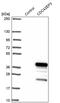 CDC42 Effector Protein 3 antibody, PA5-57102, Invitrogen Antibodies, Western Blot image 