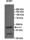 Betaine--Homocysteine S-Methyltransferase antibody, TA346078, Origene, Western Blot image 