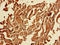 Calpain 1 antibody, LS-C369364, Lifespan Biosciences, Immunohistochemistry paraffin image 