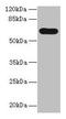 Protein Tyrosine Phosphatase Non-Receptor Type 5 antibody, LS-C370187, Lifespan Biosciences, Western Blot image 