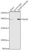 RAD50 Double Strand Break Repair Protein antibody, GTX32832, GeneTex, Immunoprecipitation image 