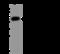 Bleomycin hydrolase antibody, 201156-T32, Sino Biological, Western Blot image 