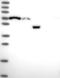 Potassium Channel Tetramerization Domain Containing 18 antibody, NBP1-92044, Novus Biologicals, Western Blot image 