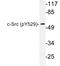 SRC Proto-Oncogene, Non-Receptor Tyrosine Kinase antibody, LS-C178007, Lifespan Biosciences, Western Blot image 