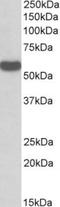 RNA 2',3'-Cyclic Phosphate And 5'-OH Ligase antibody, TA311415, Origene, Western Blot image 