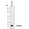 Streptavidin antibody, MAB9020, R&D Systems, Western Blot image 