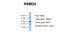 RNA Binding Motif Protein 24 antibody, ARP41156_P050, Aviva Systems Biology, Western Blot image 