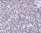 ADP Ribosylation Factor Like GTPase 15 antibody, GTX31973, GeneTex, Immunohistochemistry paraffin image 