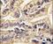 Colony Stimulating Factor 1 Receptor antibody, PA5-14569, Invitrogen Antibodies, Immunohistochemistry frozen image 