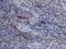 TIMP Metallopeptidase Inhibitor 1 antibody, MA5-23756, Invitrogen Antibodies, Immunohistochemistry frozen image 