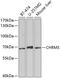 Cholinergic Receptor Muscarinic 5 antibody, 19-620, ProSci, Western Blot image 