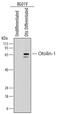 Otolin 1 antibody, MAB8045, R&D Systems, Western Blot image 