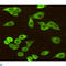 Heat Shock Protein Family A (Hsp70) Member 5 antibody, LS-C812893, Lifespan Biosciences, Immunocytochemistry image 