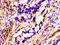 Ras-related protein Rab-3A antibody, LS-C671073, Lifespan Biosciences, Immunohistochemistry paraffin image 