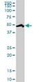 RNA Binding Motif Protein 39 antibody, H00009584-D01P, Novus Biologicals, Western Blot image 