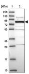 Hook Microtubule Tethering Protein 2 antibody, NBP2-47429, Novus Biologicals, Western Blot image 