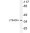 Prostaglandin Reductase 1 antibody, LS-C177860, Lifespan Biosciences, Western Blot image 