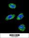 DNA Polymerase Gamma, Catalytic Subunit antibody, 58-118, ProSci, Immunofluorescence image 
