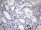 SRY-Box 9 antibody, M00177-1, Boster Biological Technology, Immunohistochemistry paraffin image 