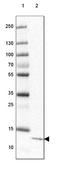 Coiled-Coil Domain Containing 167 antibody, NBP1-94107, Novus Biologicals, Immunohistochemistry frozen image 
