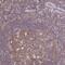 Tumor Protein P63 Regulated 1 antibody, HPA060187, Atlas Antibodies, Immunohistochemistry frozen image 