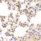 Casein Kinase 2 Alpha 1 antibody, 15-012, ProSci, Immunohistochemistry frozen image 