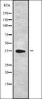 Death Effector Domain Containing antibody, orb336285, Biorbyt, Western Blot image 