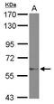 Zinc Finger Protein 329 antibody, GTX121645, GeneTex, Western Blot image 