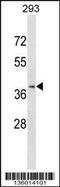 CRAM antibody, 58-542, ProSci, Western Blot image 