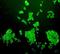 Solute Carrier Family 22 Member 8 antibody, orb11178, Biorbyt, Immunofluorescence image 