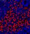 CD163 antibody, NB110-59935, Novus Biologicals, Immunohistochemistry paraffin image 