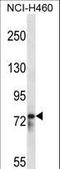 RNA Binding Motif Protein 12 antibody, LS-C162486, Lifespan Biosciences, Western Blot image 