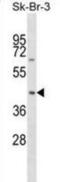 Sorting Nexin 7 antibody, abx029500, Abbexa, Western Blot image 