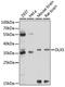 Distal-Less Homeobox 5 antibody, GTX66325, GeneTex, Western Blot image 