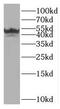 Interferon Regulatory Factor 1 antibody, FNab04385, FineTest, Western Blot image 