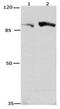 Cullin 4A antibody, PA5-49716, Invitrogen Antibodies, Western Blot image 