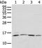 Ribosomal Protein L35a antibody, PA5-51312, Invitrogen Antibodies, Western Blot image 