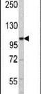 Endoplasmic Reticulum To Nucleus Signaling 2 antibody, PA5-13921, Invitrogen Antibodies, Western Blot image 