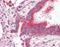 Choriogonadotropin subunit beta antibody, orb96559, Biorbyt, Immunohistochemistry paraffin image 