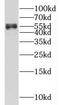 Kelch Like Family Member 42 antibody, FNab04608, FineTest, Western Blot image 