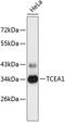 Transcription Elongation Factor A1 antibody, 23-839, ProSci, Western Blot image 