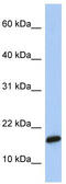 C9orf46 antibody, TA331042, Origene, Western Blot image 