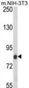 Threonyl-TRNA Synthetase Like 2 antibody, abx034048, Abbexa, Western Blot image 