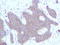 C-X-C Motif Chemokine Ligand 10 antibody, XP-5203, ProSci, Immunohistochemistry frozen image 