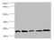 Glutathione S-transferase P 1 antibody, orb243478, Biorbyt, Western Blot image 