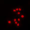 Activating Transcription Factor 7 antibody, LS-C354157, Lifespan Biosciences, Immunofluorescence image 