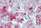 Perilipin 3 antibody, MBS242106, MyBioSource, Immunohistochemistry frozen image 