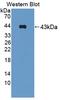 Symplekin antibody, LS-C694365, Lifespan Biosciences, Western Blot image 