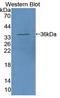 Serum Response Factor antibody, LS-C721564, Lifespan Biosciences, Western Blot image 