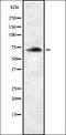 Aryl Hydrocarbon Receptor Nuclear Translocator Like antibody, orb336493, Biorbyt, Western Blot image 